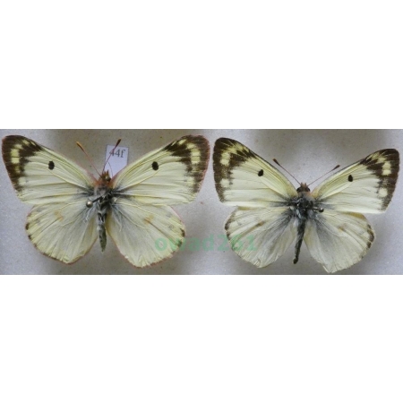 Colias hyale (Linnaeus, 1758) pair Szlaczkoń siarecznik Poland44f